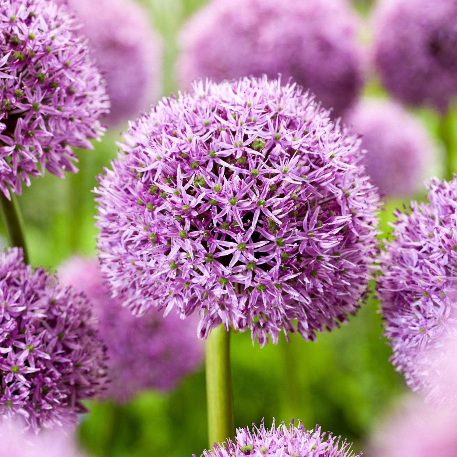 Allium (Zierlauch) 'Gladiator'